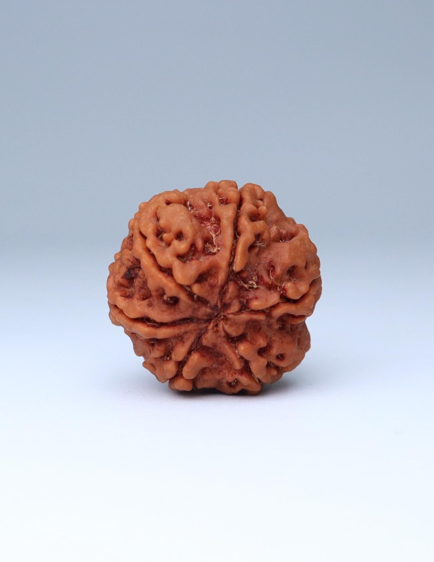 6 Mukhi Nepali Rudraksha