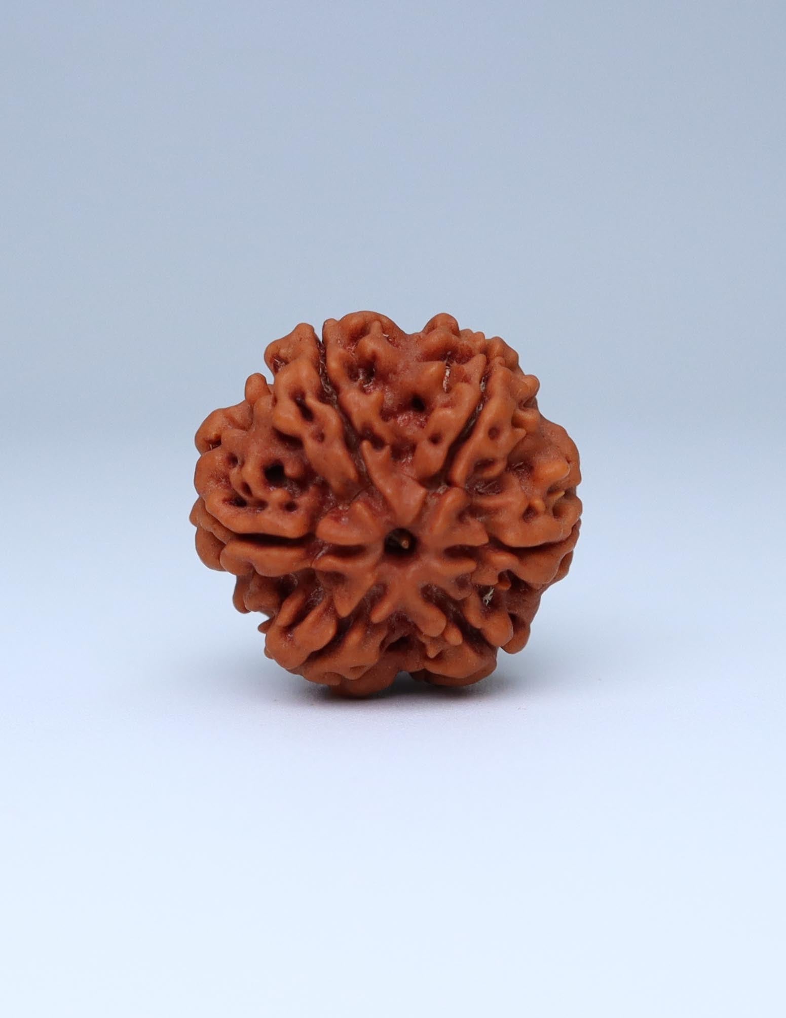 6 Mukhi Nepali Rudraksha