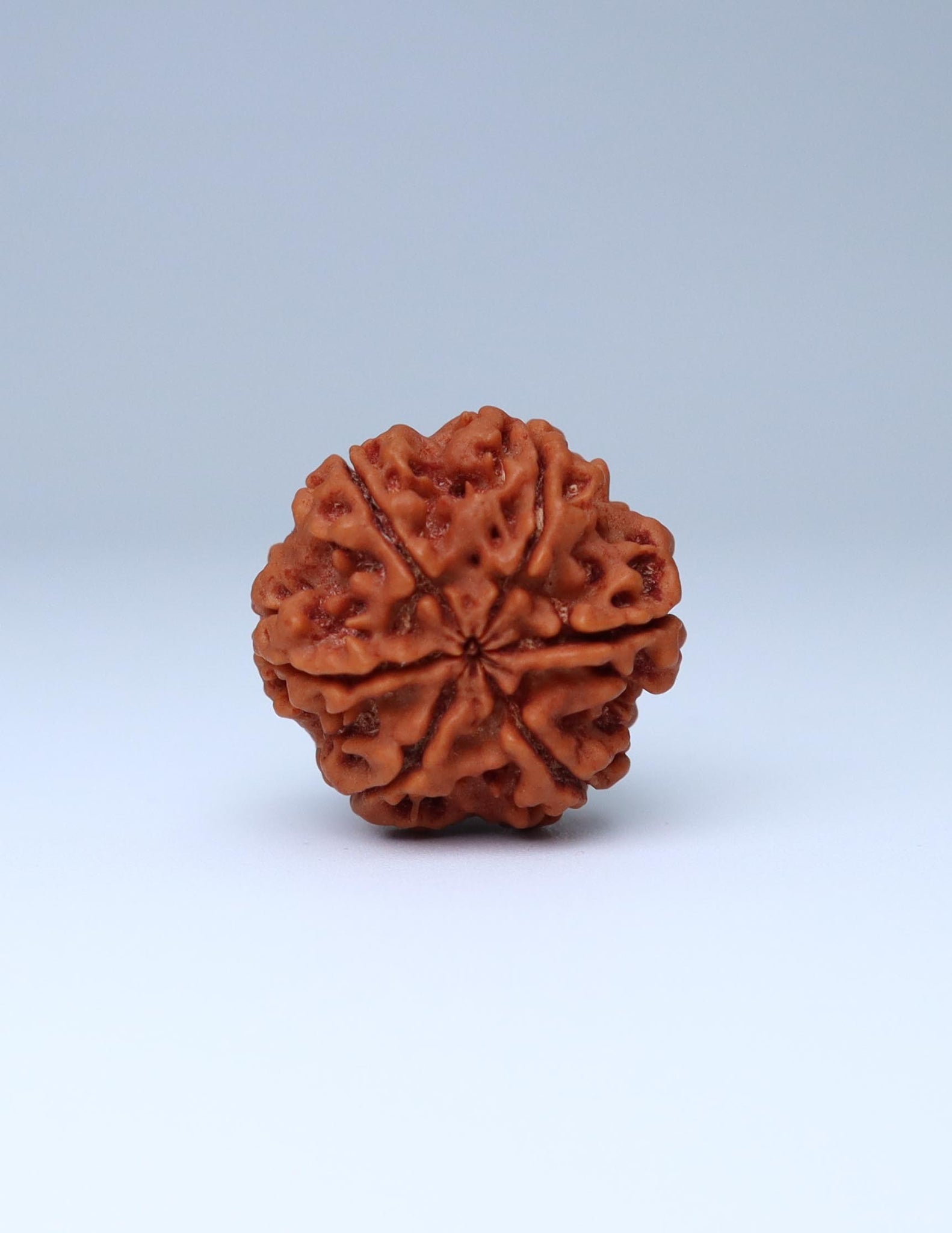 6 Mukhi Nepali Rudraksha