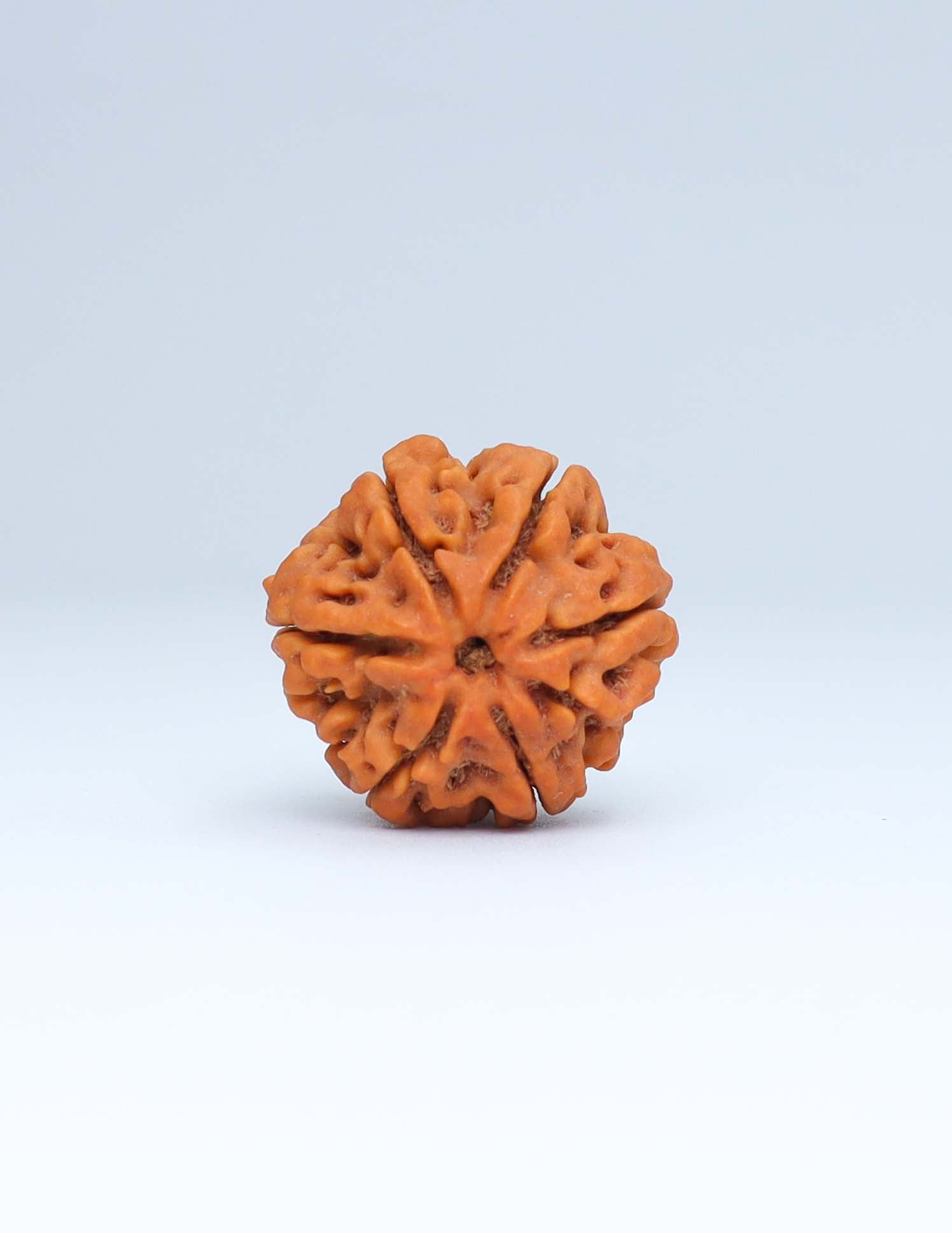 6 Mukhi Nepali Rudraksha