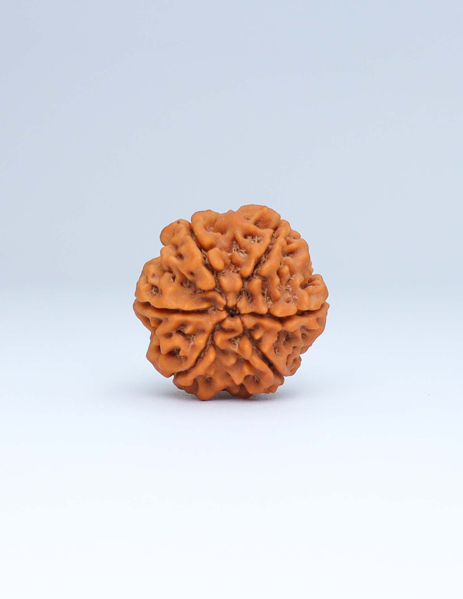 6 Mukhi Nepali Rudraksha