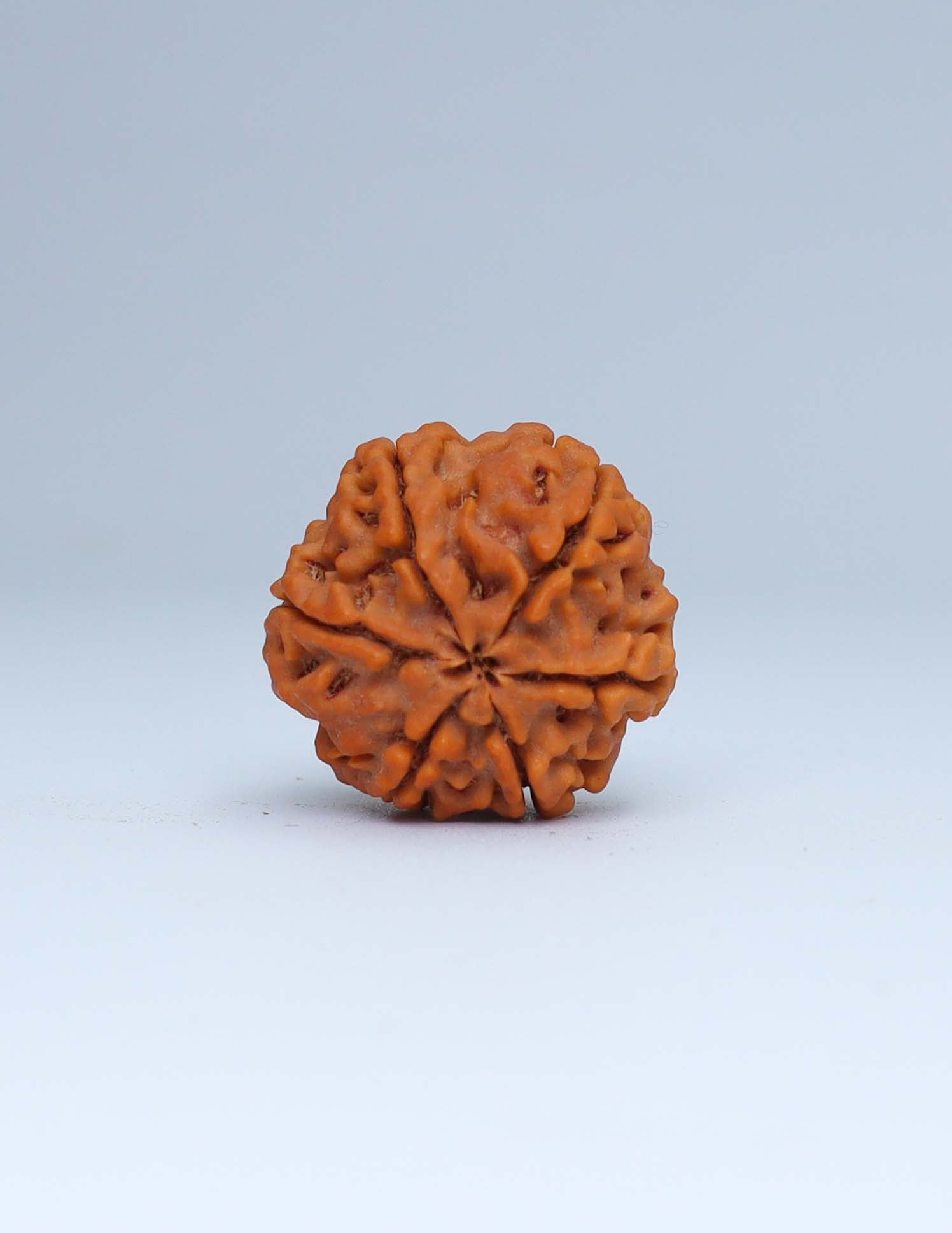 6 Mukhi Nepali Rudraksha