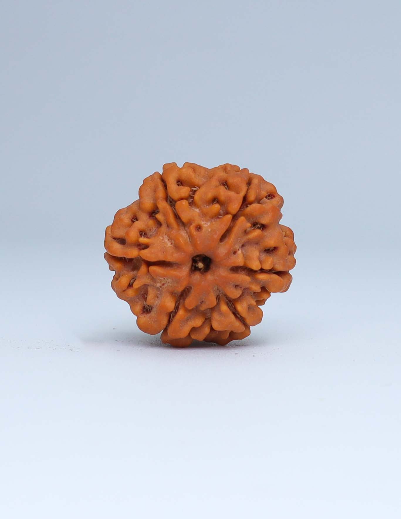 6 Mukhi Nepali Rudraksha