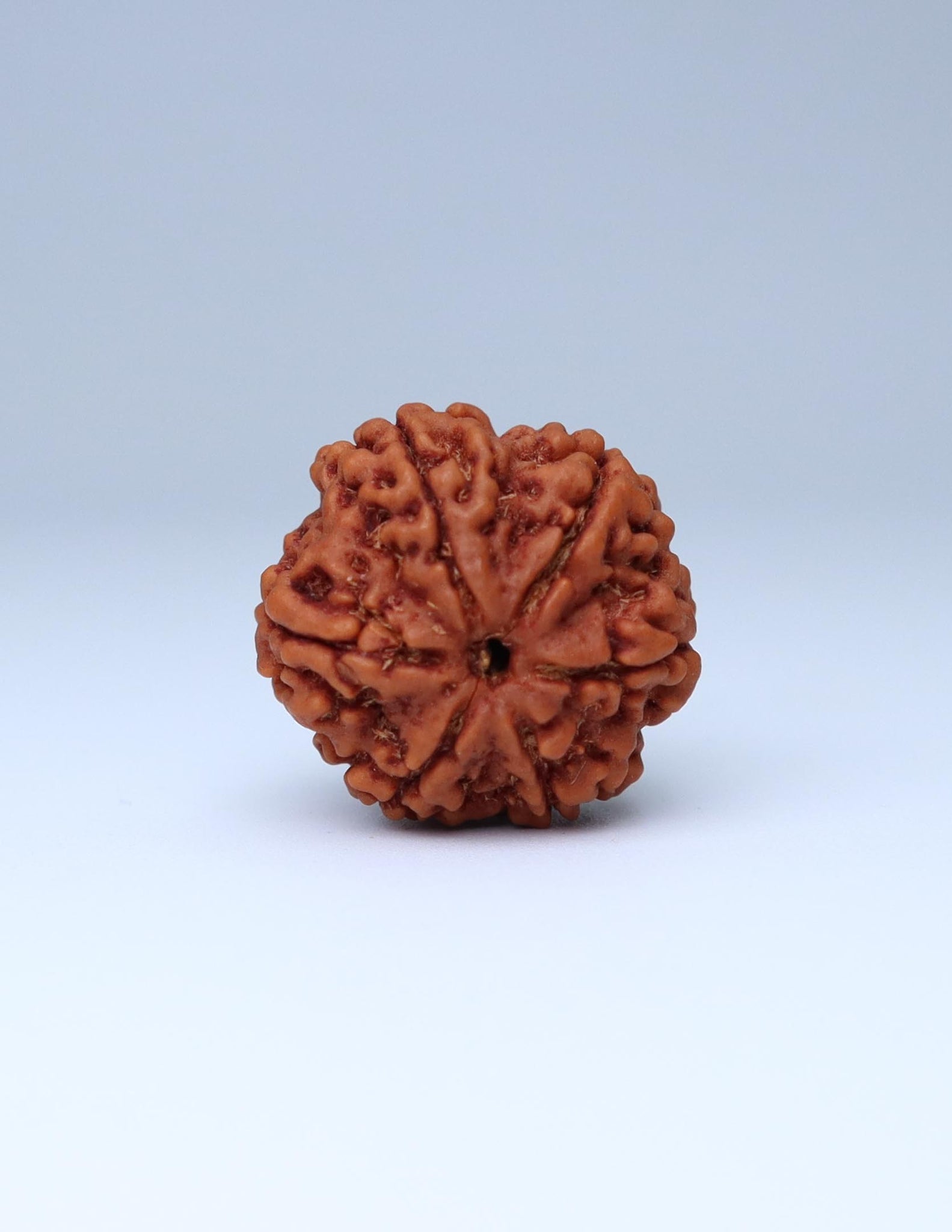 6 Mukhi Nepali Rudraksha