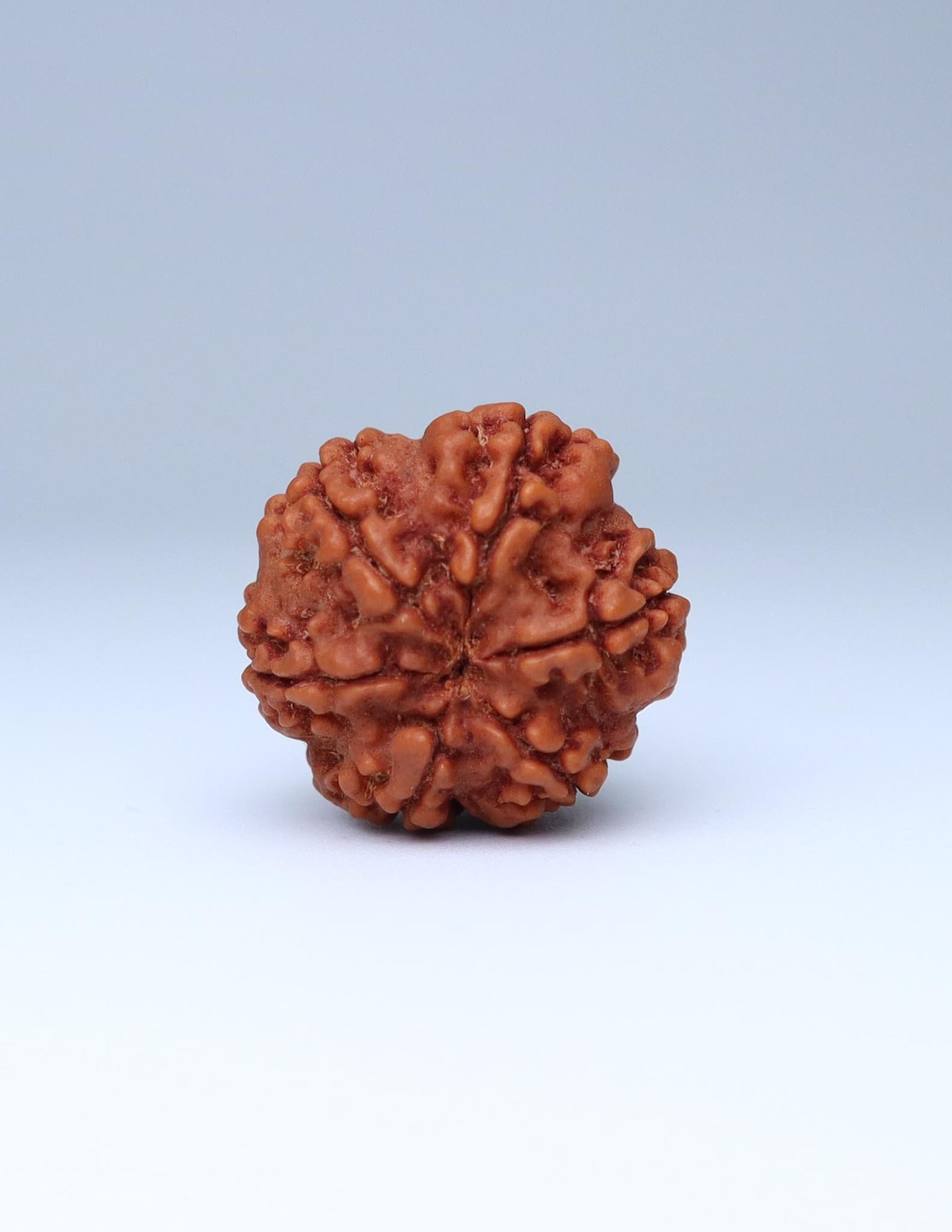 6 Mukhi Nepali Rudraksha