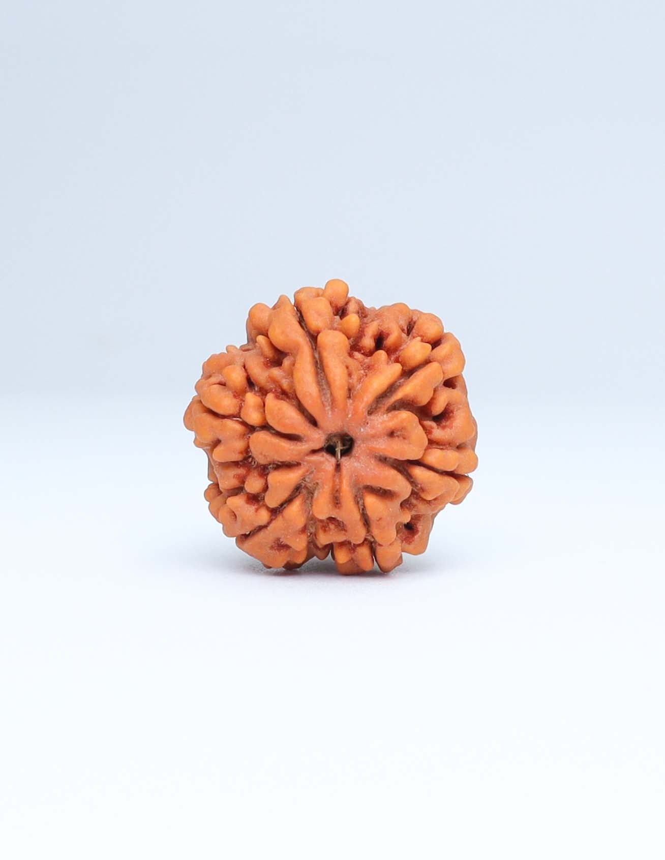 6 Mukhi Nepali Rudraksha