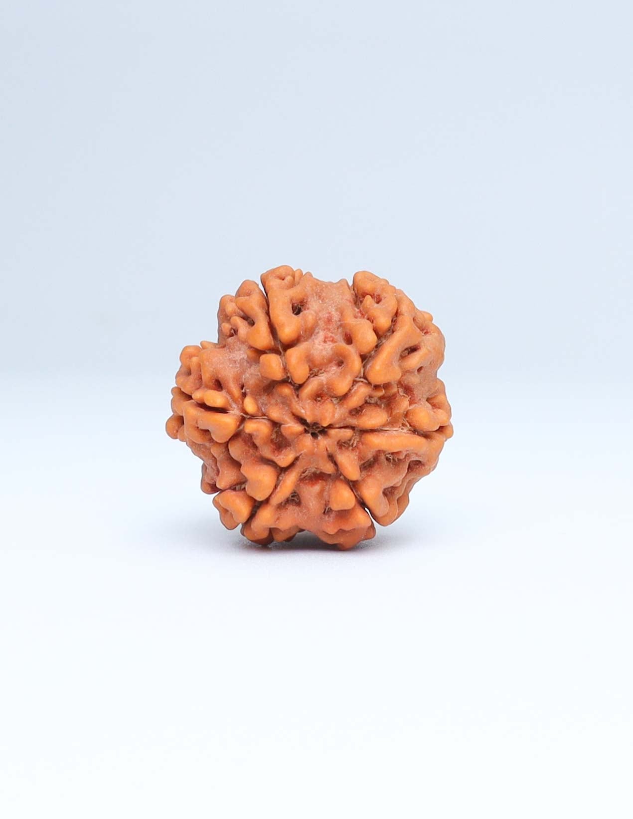 6 Mukhi Nepali Rudraksha