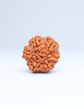 6 Mukhi Nepali Rudraksha
