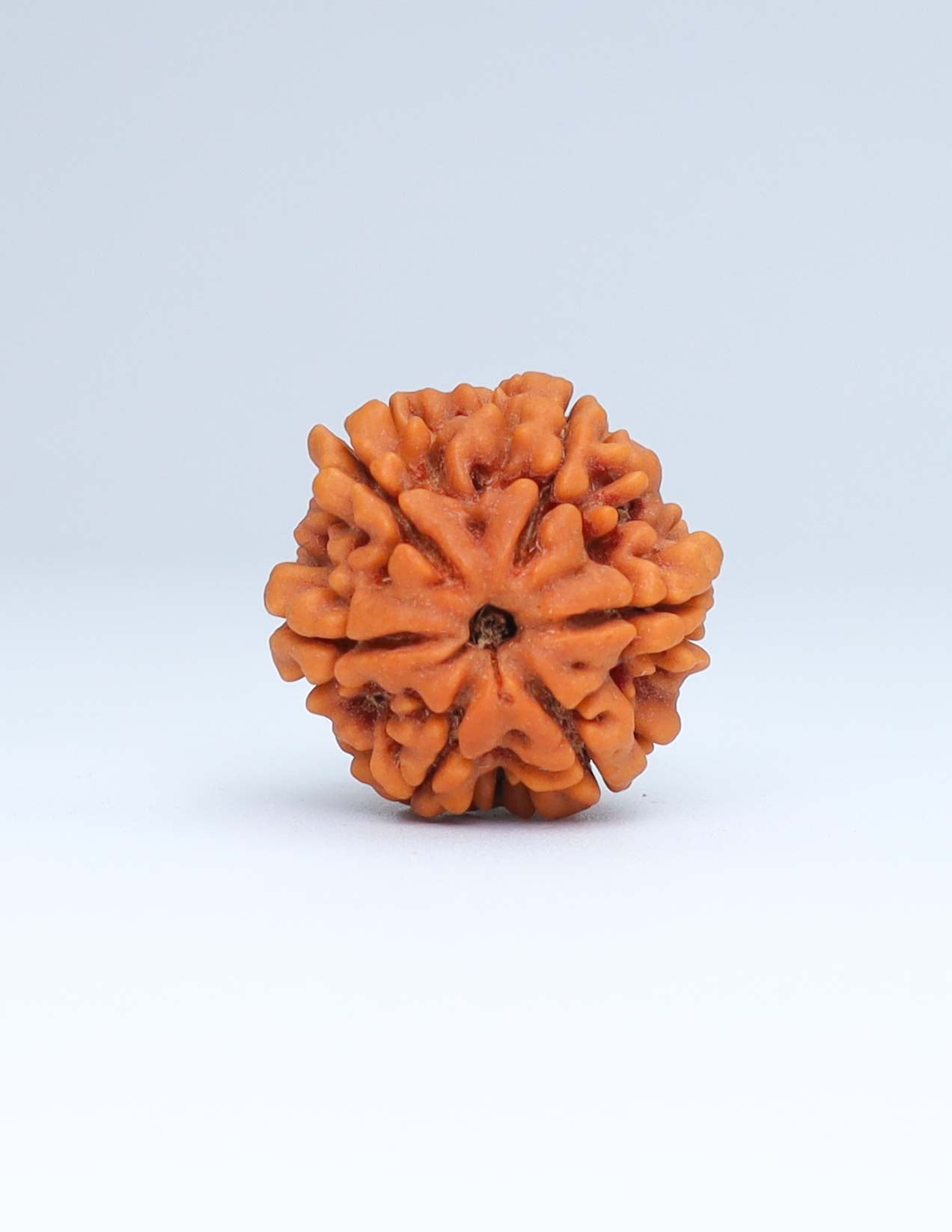 6 Mukhi Nepali Rudraksha