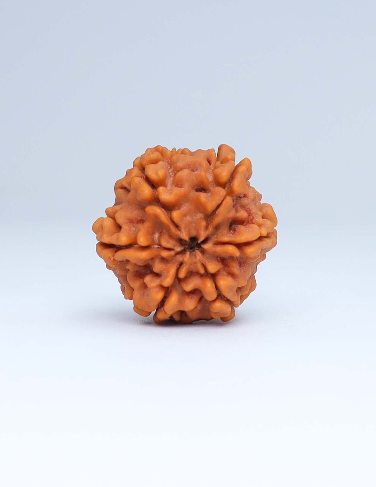 6 Mukhi Nepali Rudraksha