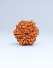 6 Mukhi Nepali Rudraksha