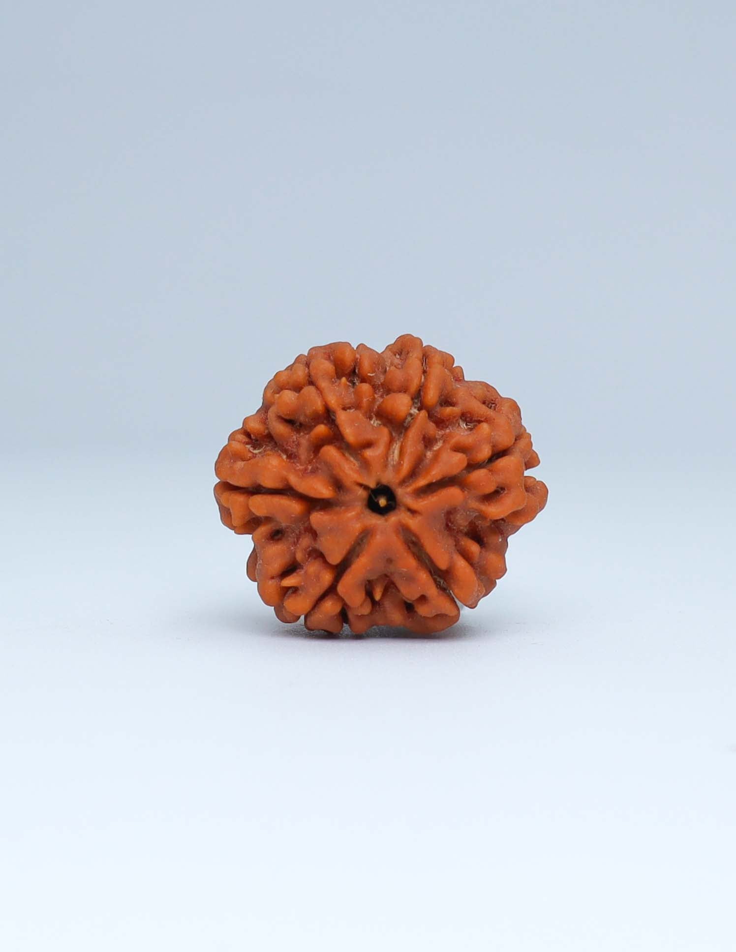 6 Mukhi Nepali Rudraksha