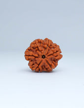 6 Mukhi Nepali Rudraksha