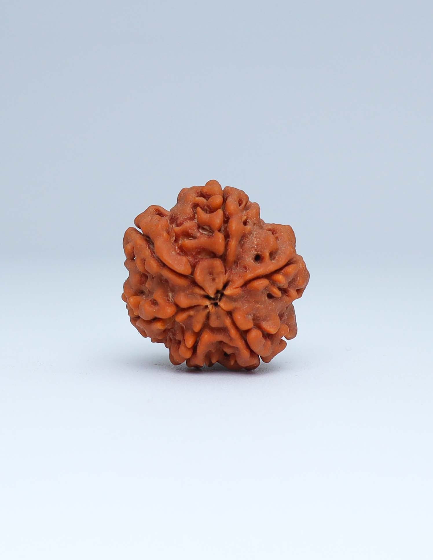 6 Mukhi Nepali Rudraksha