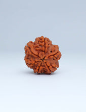6 Mukhi Nepali Rudraksha