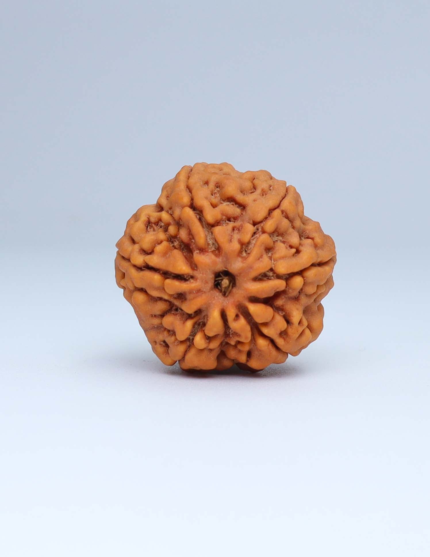 6 Mukhi Nepali Rudraksha