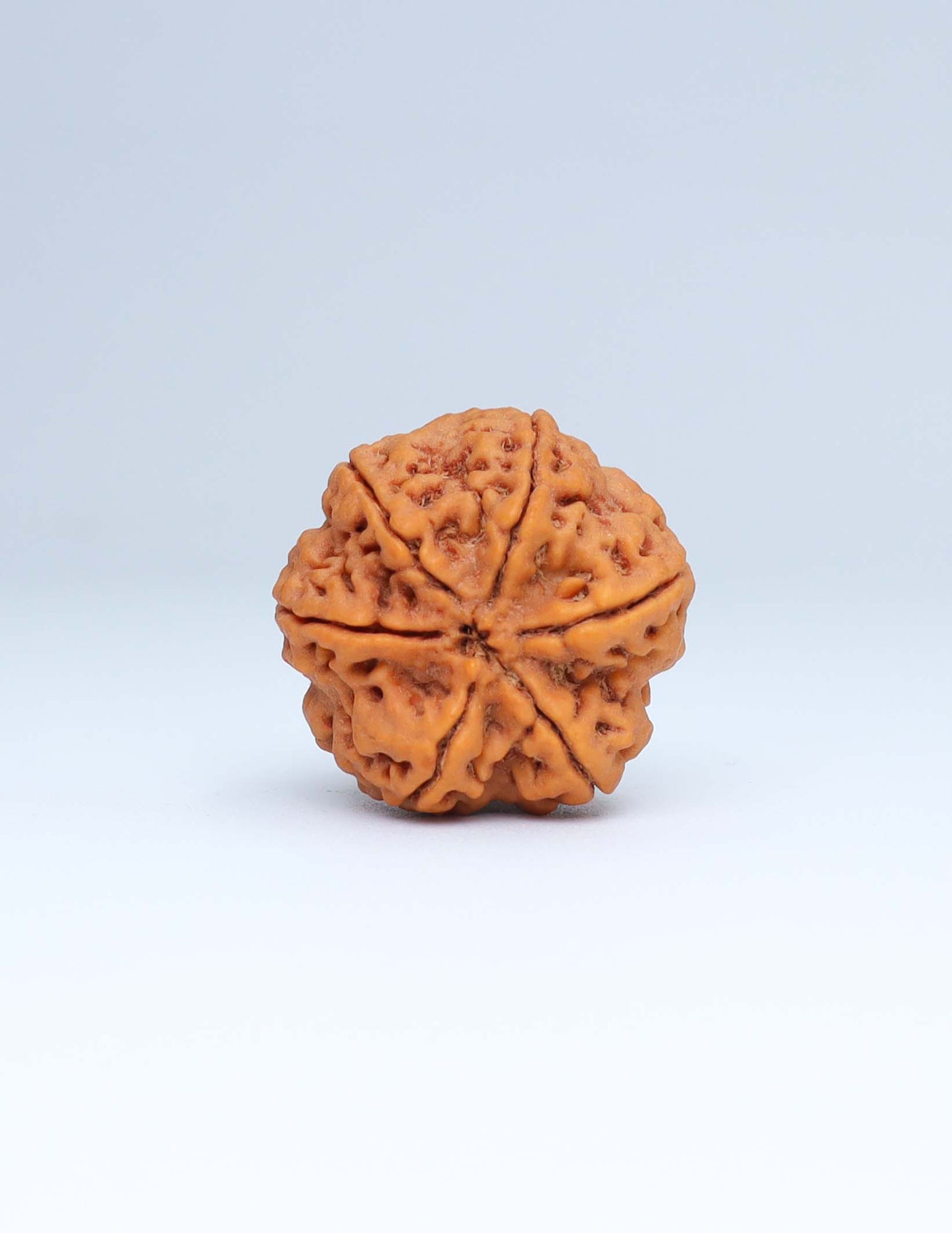 6 Mukhi Nepali Rudraksha