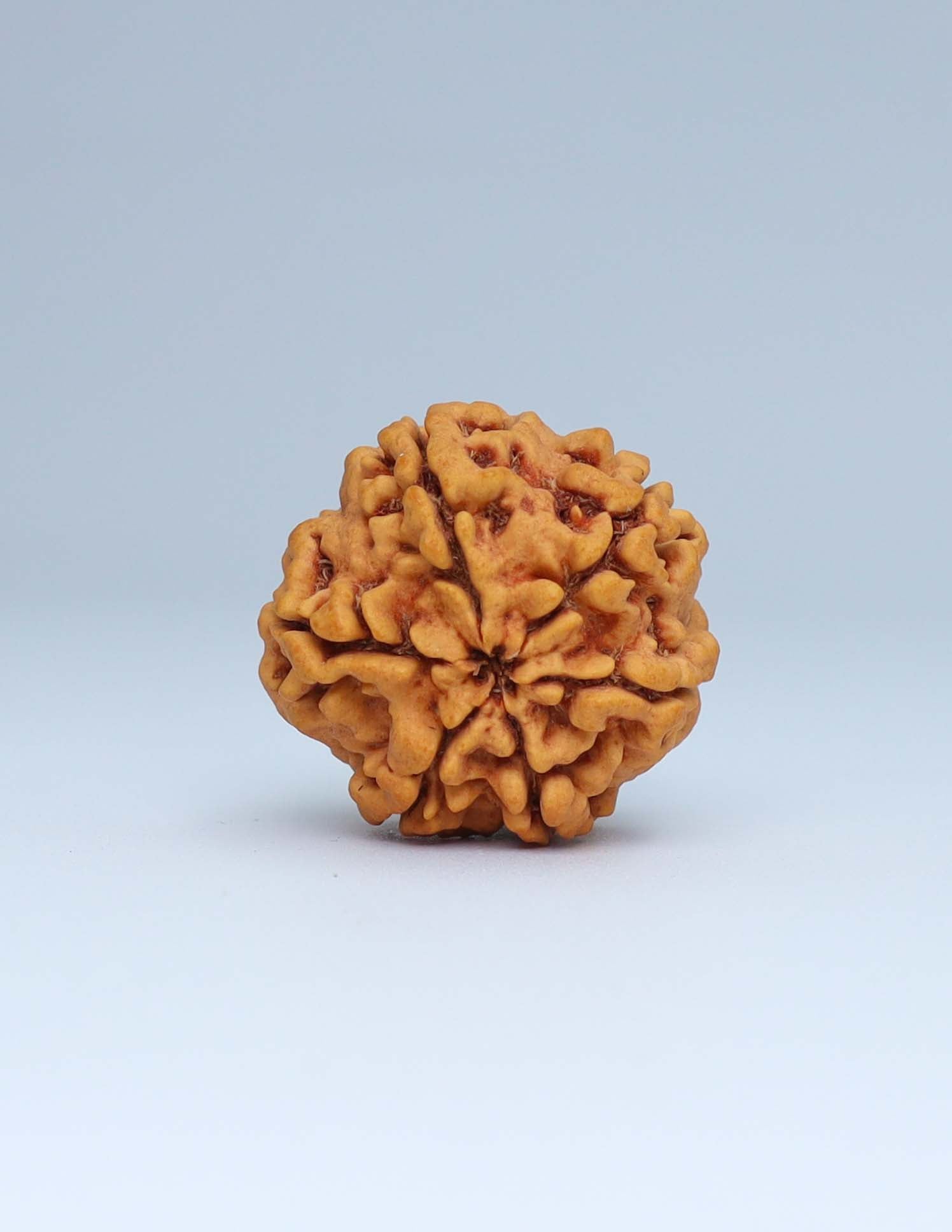 6 Mukhi Nepali Rudraksha