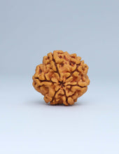 6 Mukhi Nepali Rudraksha