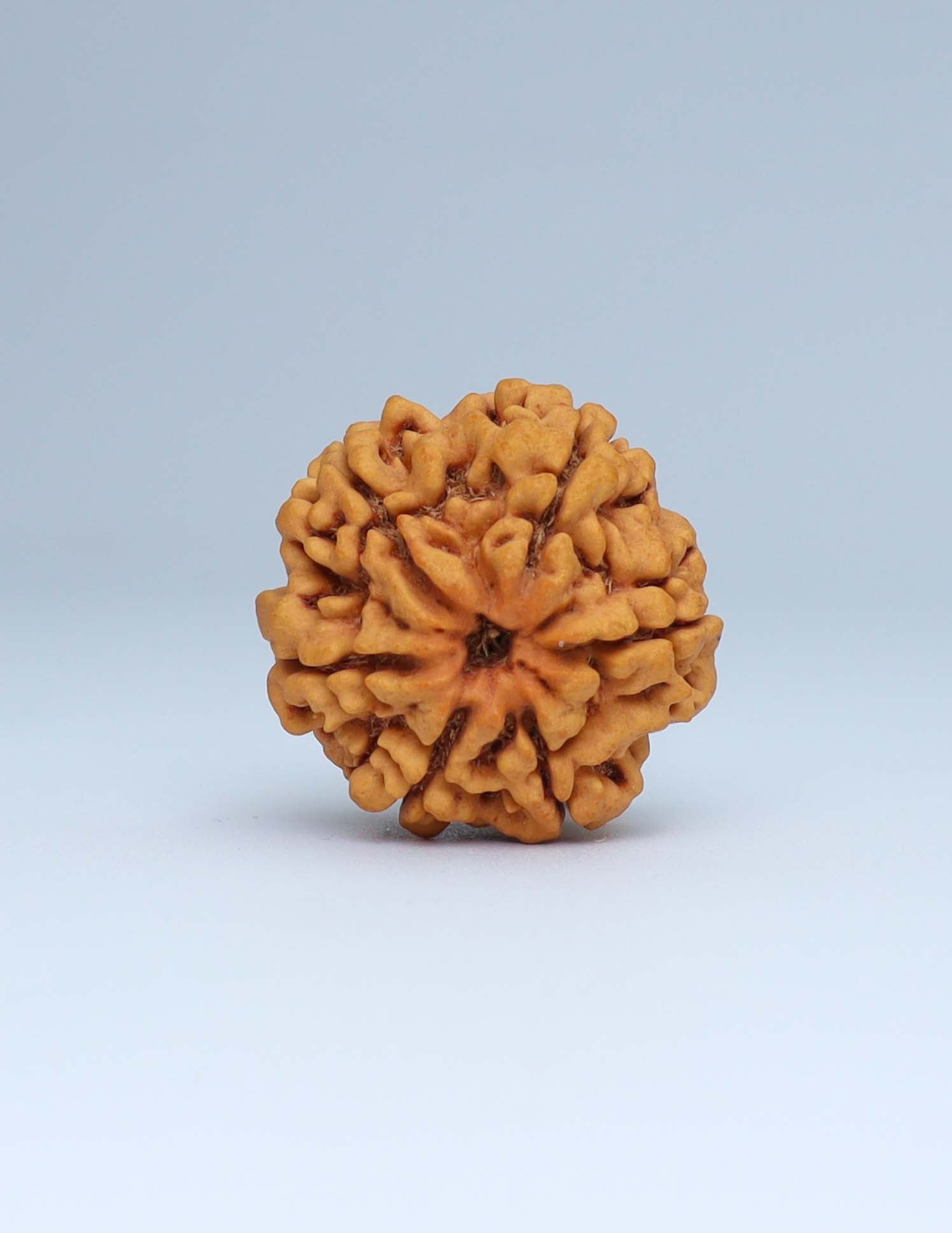 6 Mukhi Nepali Rudraksha