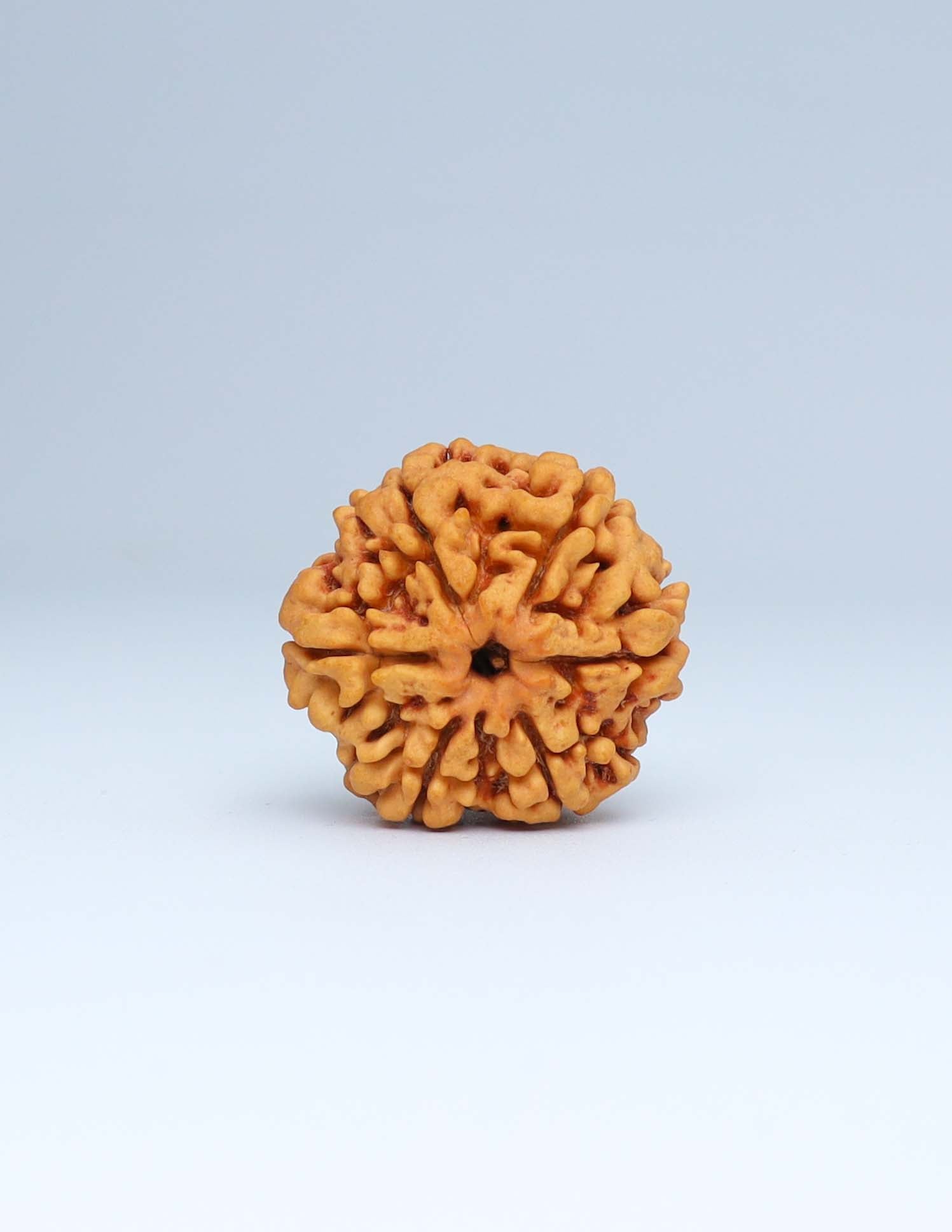 6 Mukhi Nepali Rudraksha