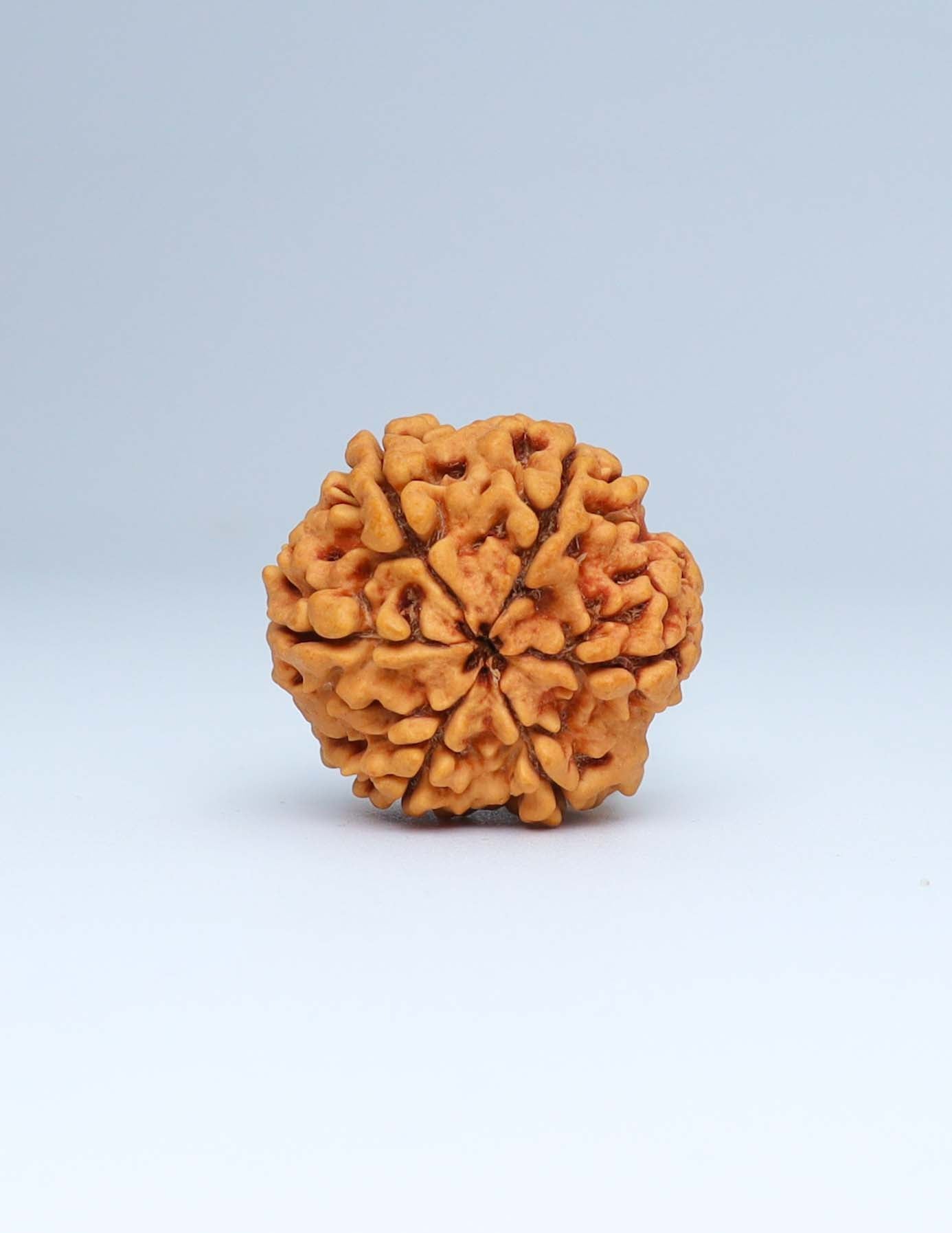 6 Mukhi Nepali Rudraksha