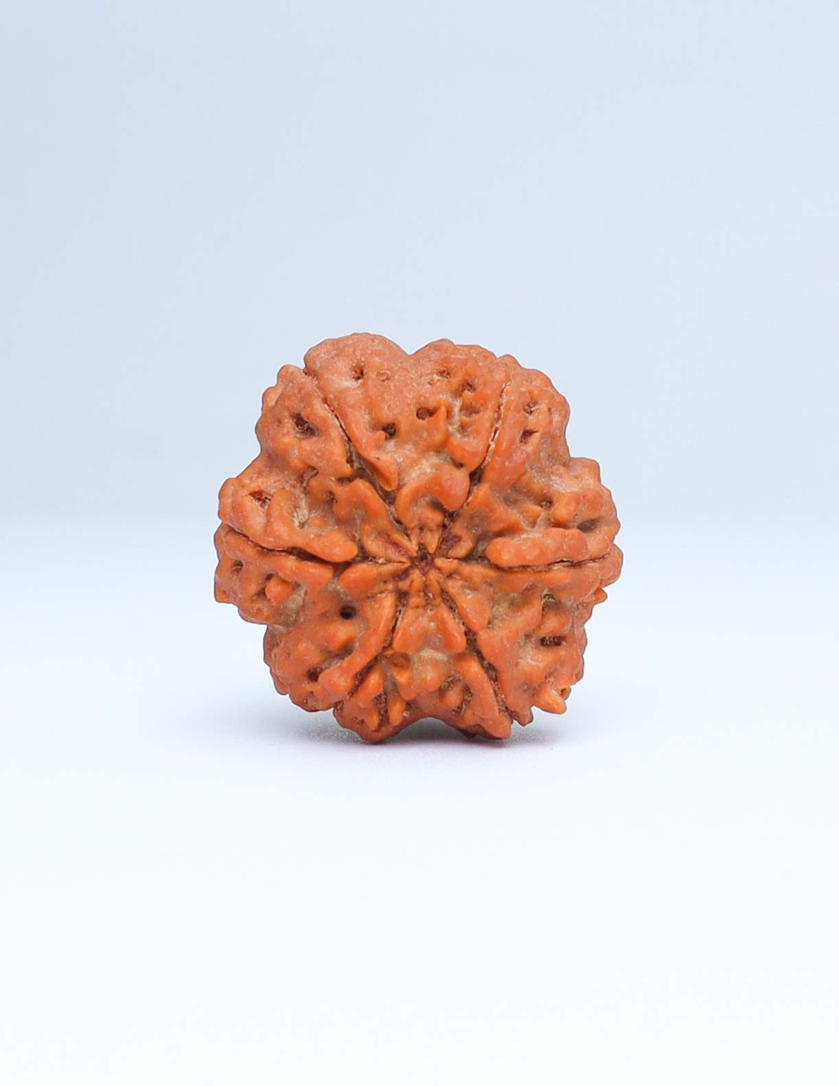 6 Mukhi Nepali Rudraksha