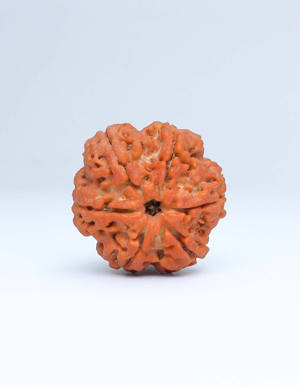 6 Mukhi Nepali Rudraksha