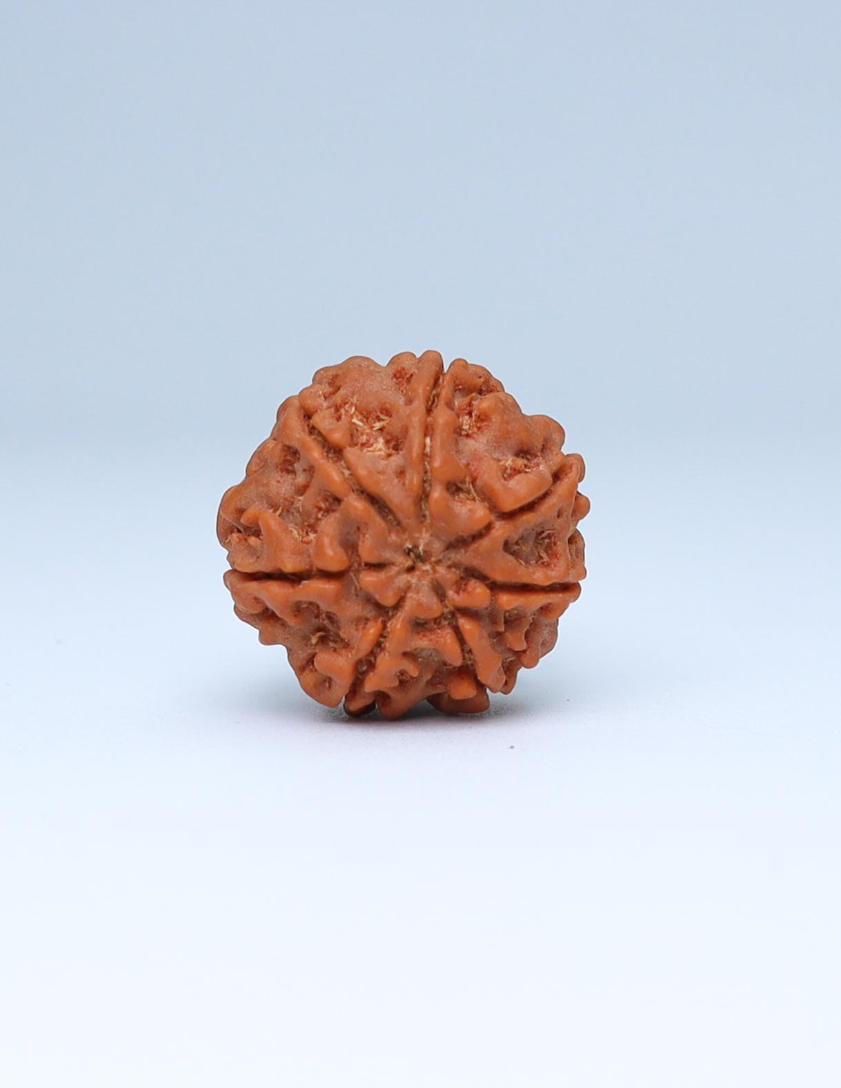 7 Mukhi Nepali Rudraksha