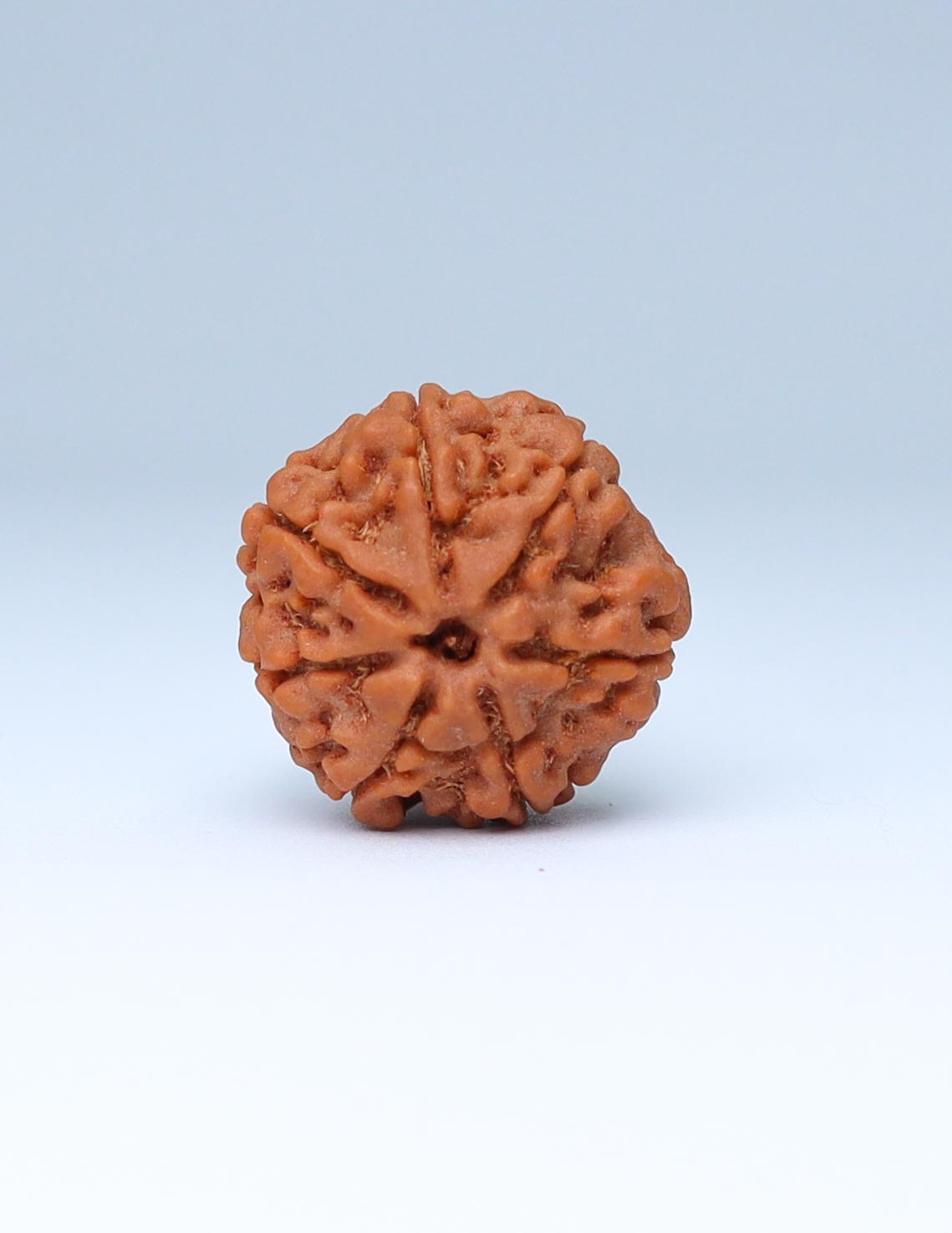 7 Mukhi Nepali Rudraksha