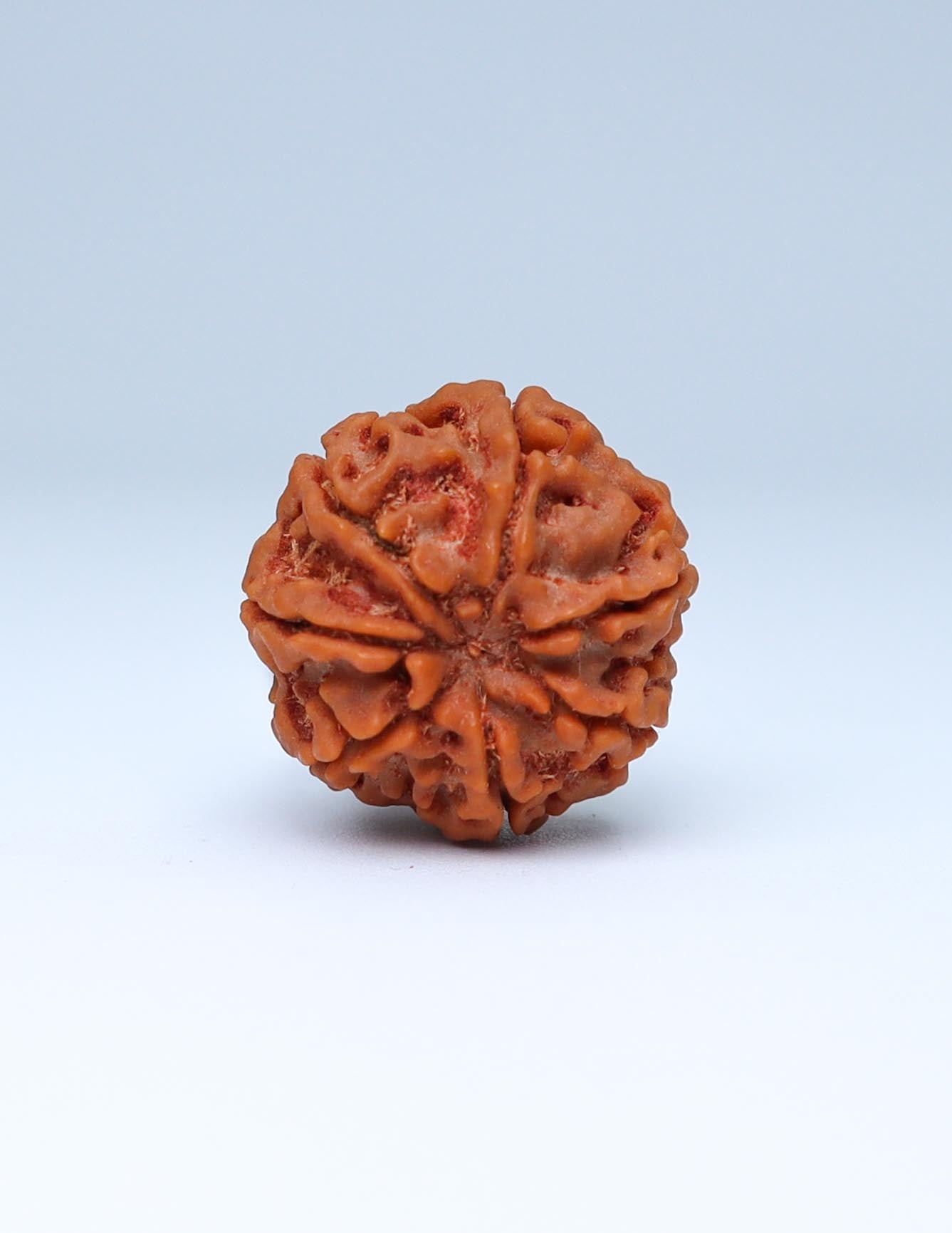 7 Mukhi Nepali Rudraksha