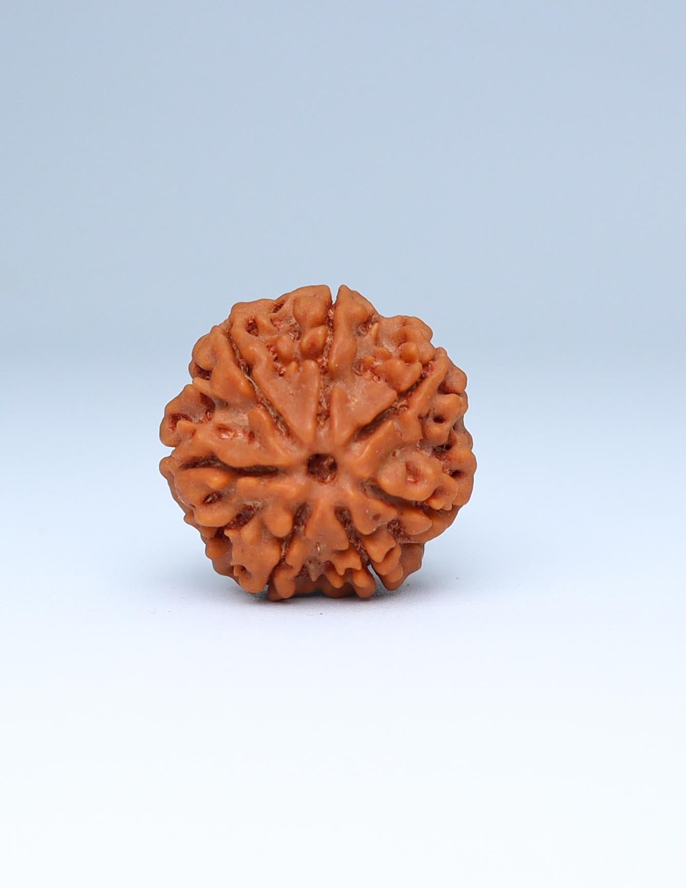 7 Mukhi Nepali Rudraksha