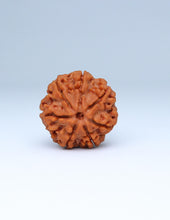 7 Mukhi Nepali Rudraksha