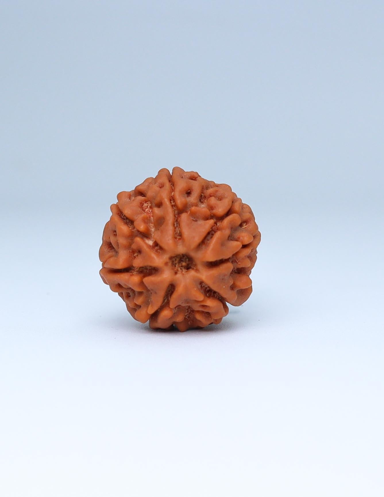 7 Mukhi Nepali Rudraksha