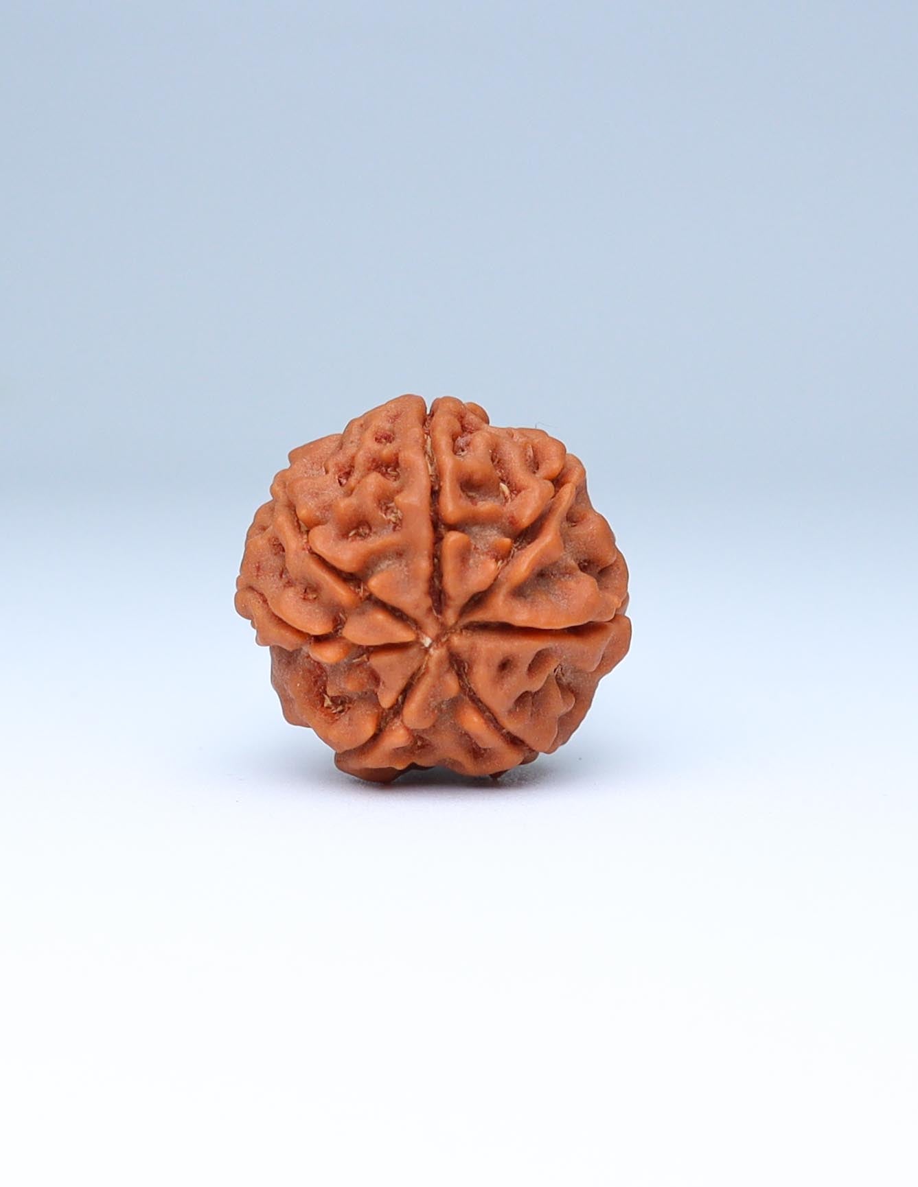 7 Mukhi Nepali Rudraksha