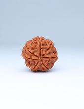 7 Mukhi Nepali Rudraksha