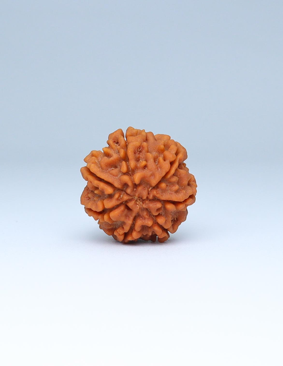 7 Mukhi Nepali Rudraksha