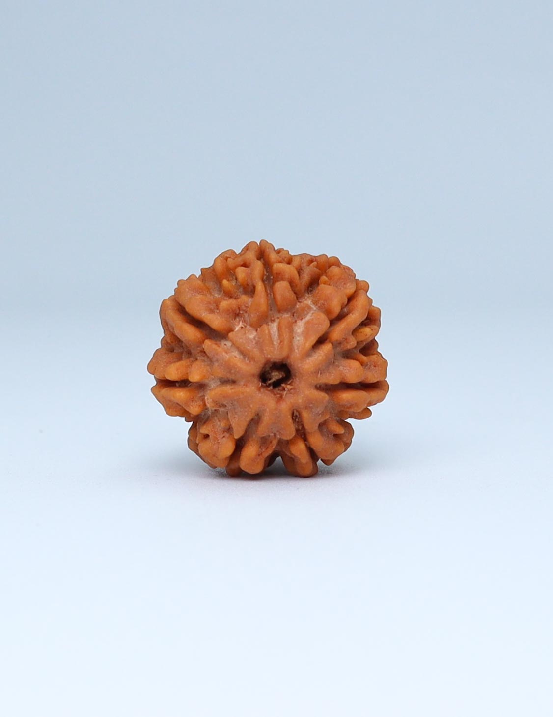 7 Mukhi Nepali Rudraksha