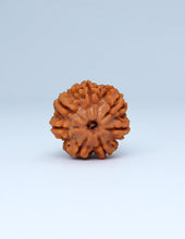 7 Mukhi Nepali Rudraksha