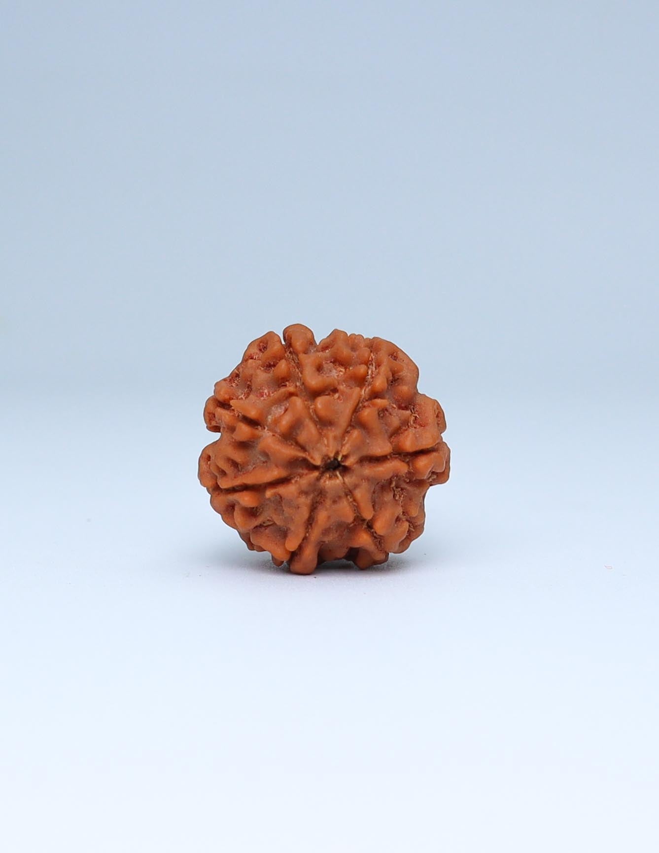 7 Mukhi Nepali Rudraksha