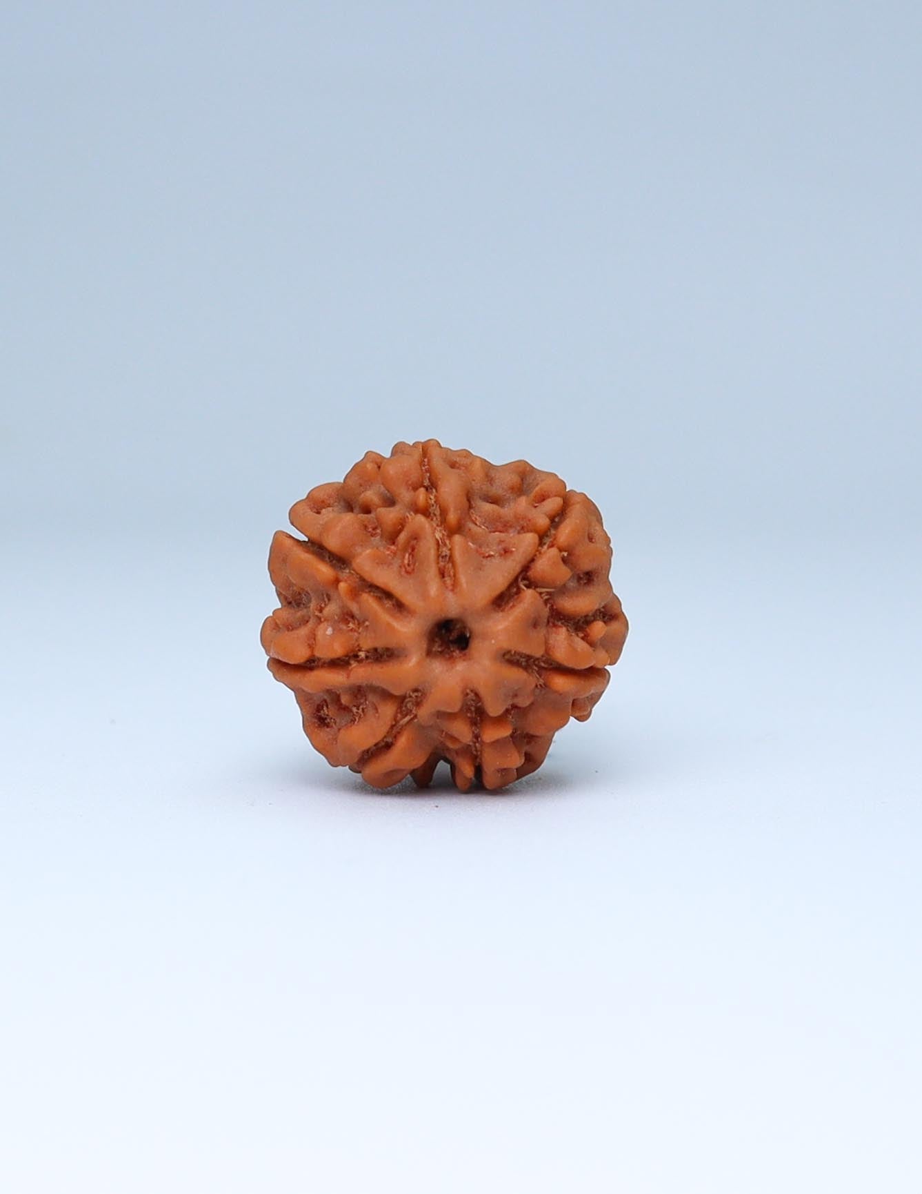 7 Mukhi Nepali Rudraksha