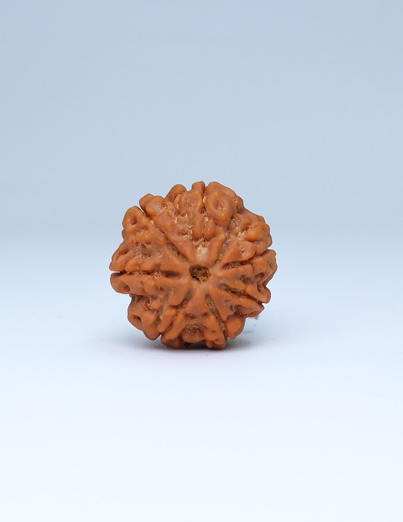 7 Mukhi Nepali Rudraksha