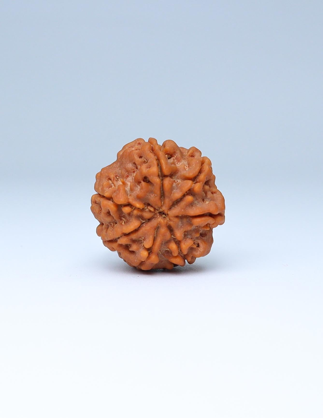 7 Mukhi Nepali Rudraksha