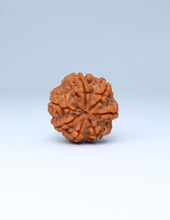 7 Mukhi Nepali Rudraksha
