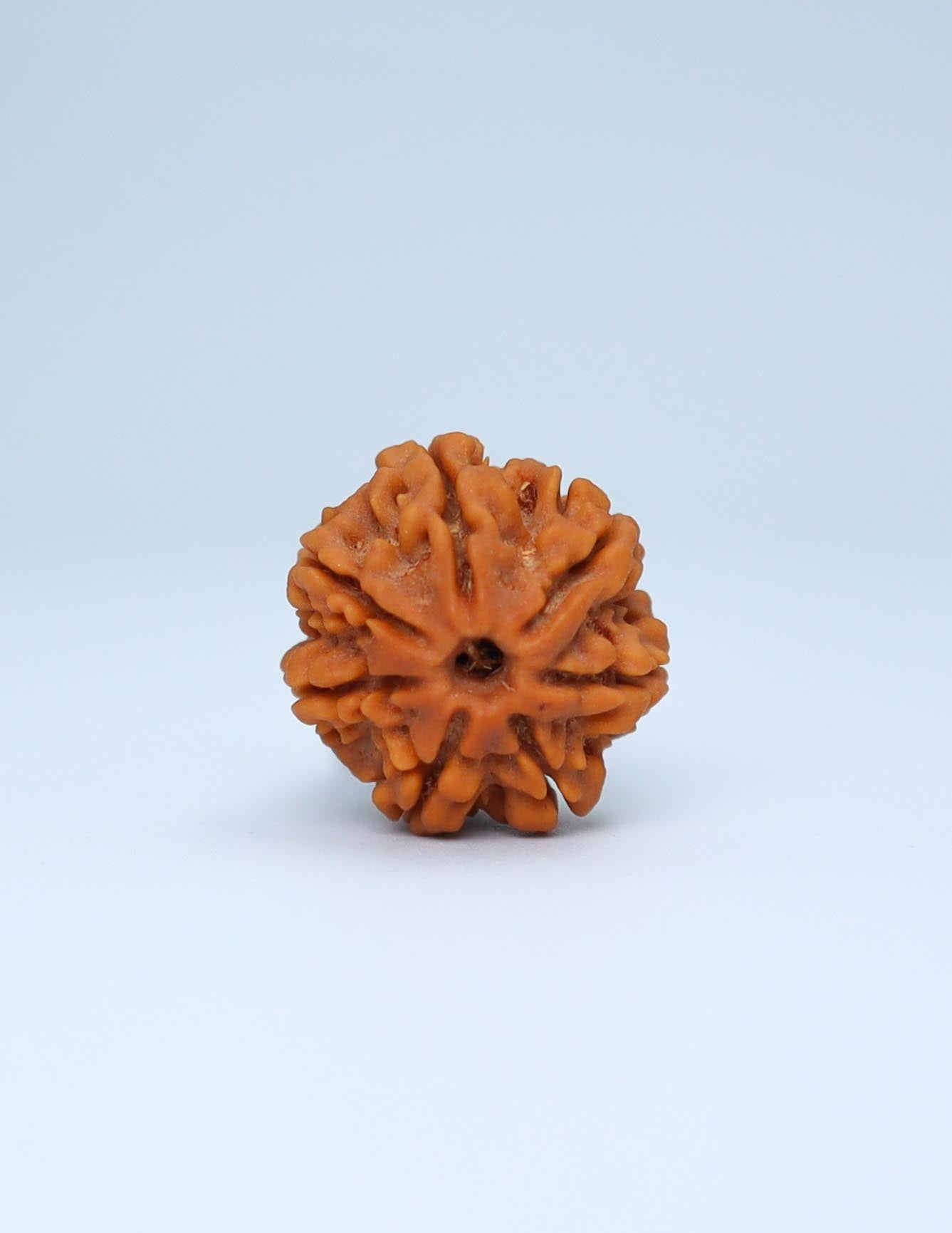 7 Mukhi Nepali Rudraksha