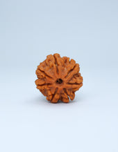 7 Mukhi Nepali Rudraksha