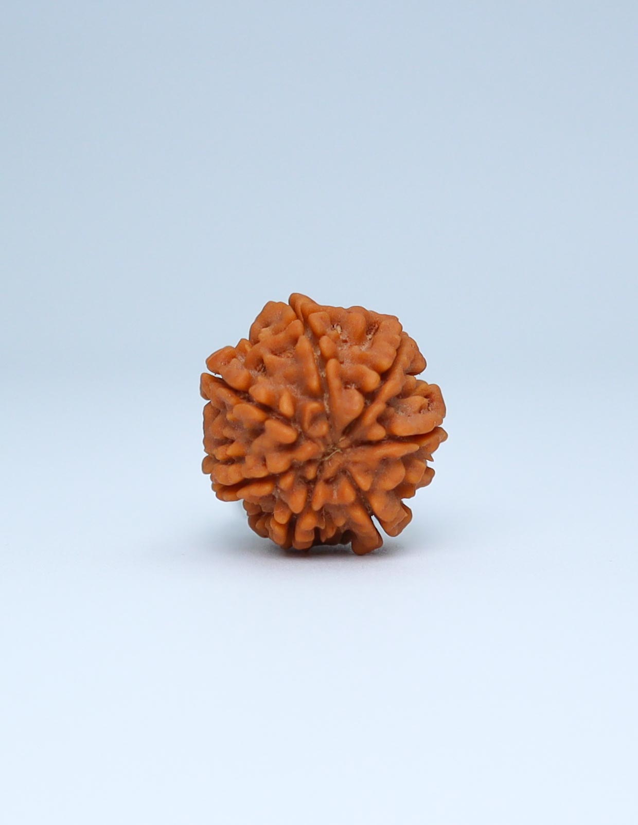 7 Mukhi Nepali Rudraksha