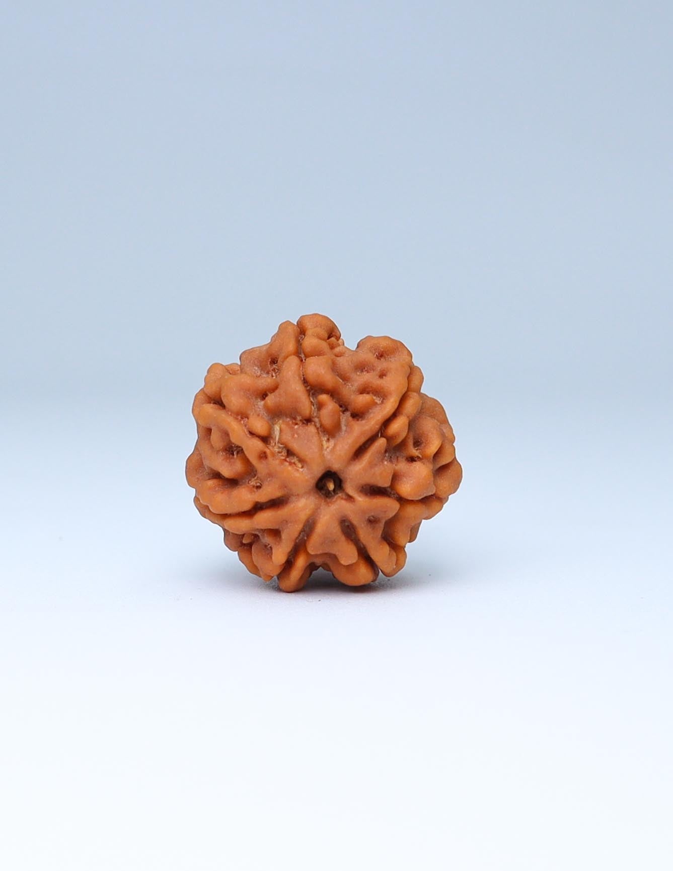 7 Mukhi Nepali Rudraksha