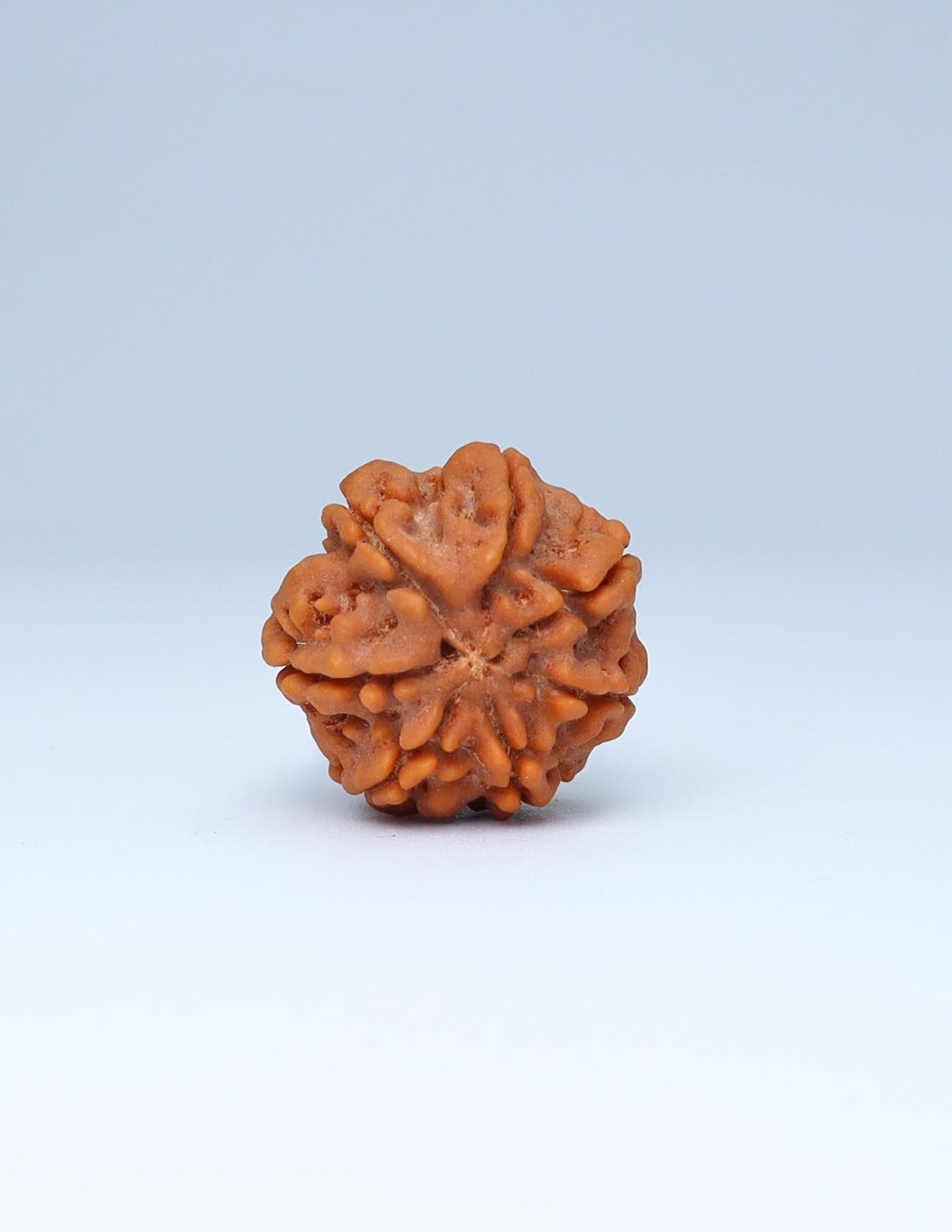 7 Mukhi Nepali Rudraksha