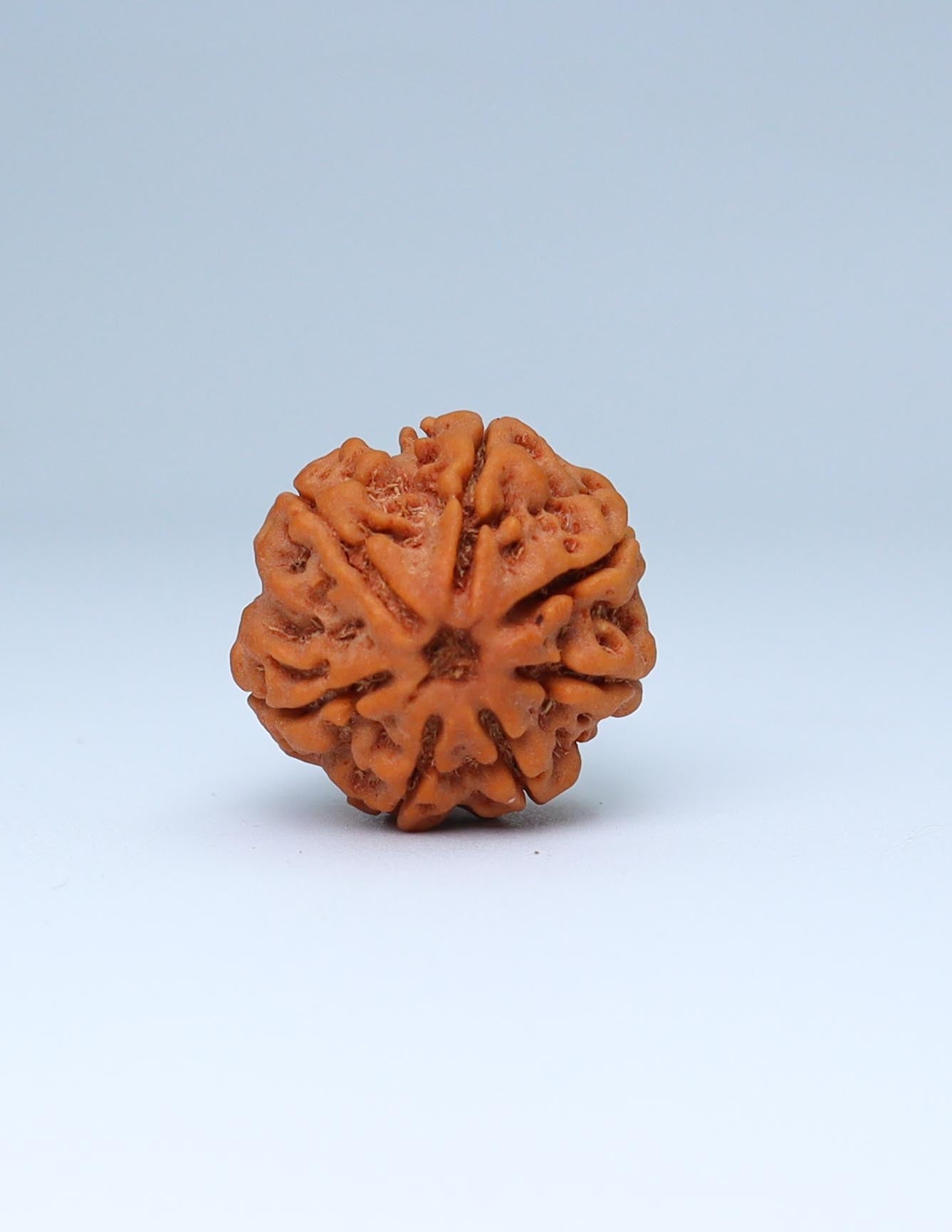 7 Mukhi Nepali Rudraksha